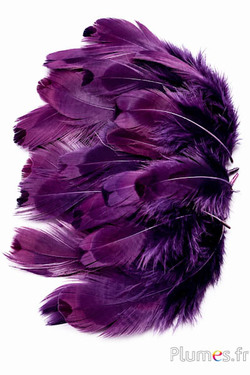 Fagiano di Colchide - sbiancato - 5-11 cm - melanzana